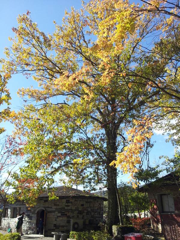 どんぐりの木は、これから紅葉 - ストーンミュージアム博石館スタッフブログ